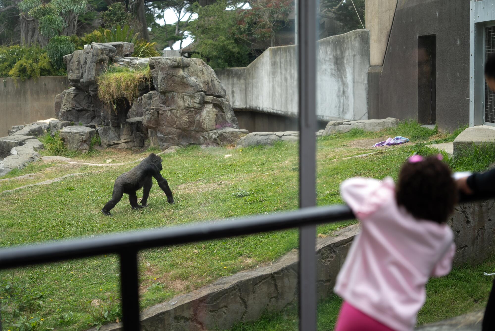 Attendees watch a Western Lowland Gorilla at the San Francisco Zoo.