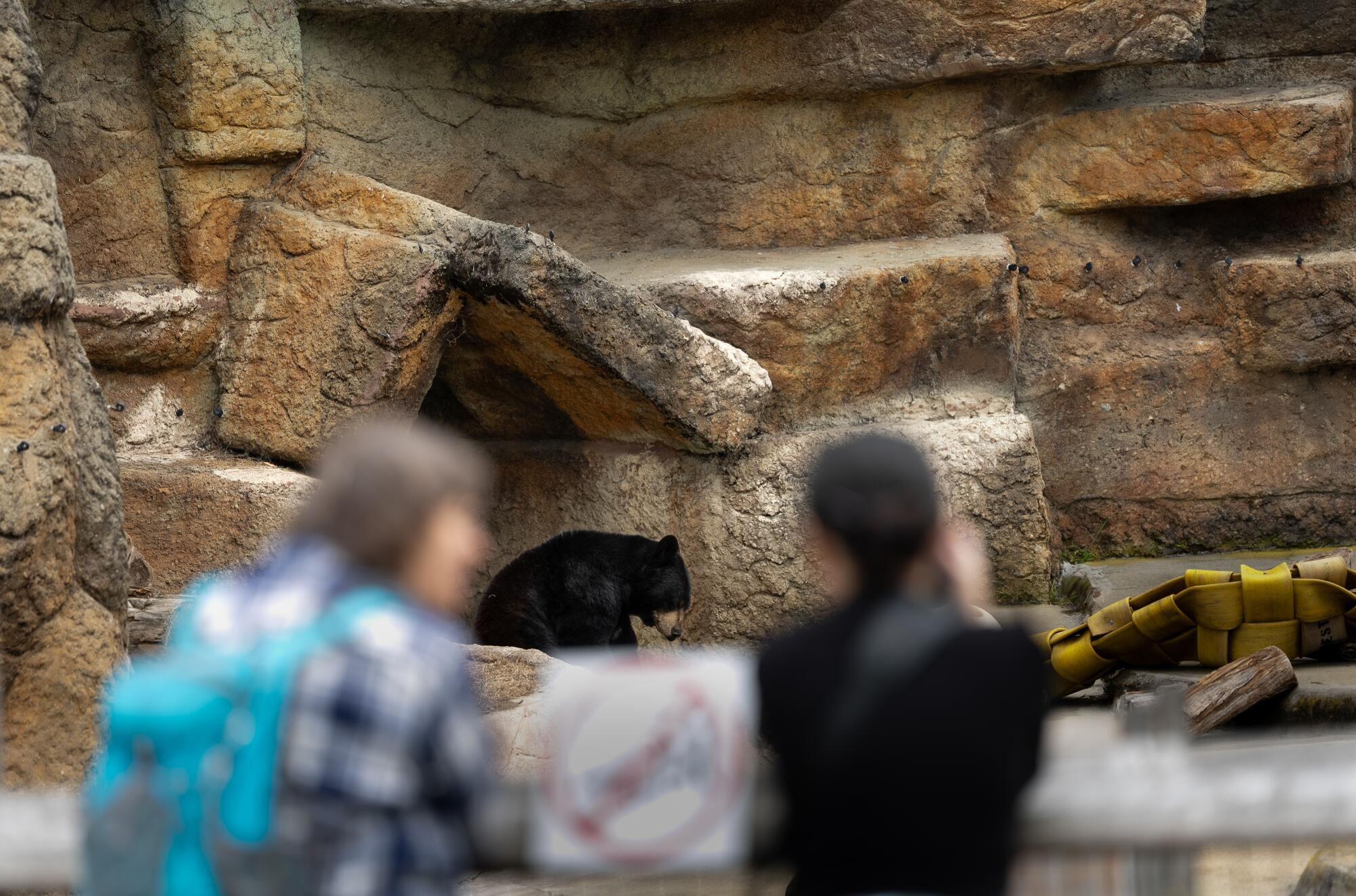 Two visitors at at the grizzly bear enclosure at The San Francisco Zoo.