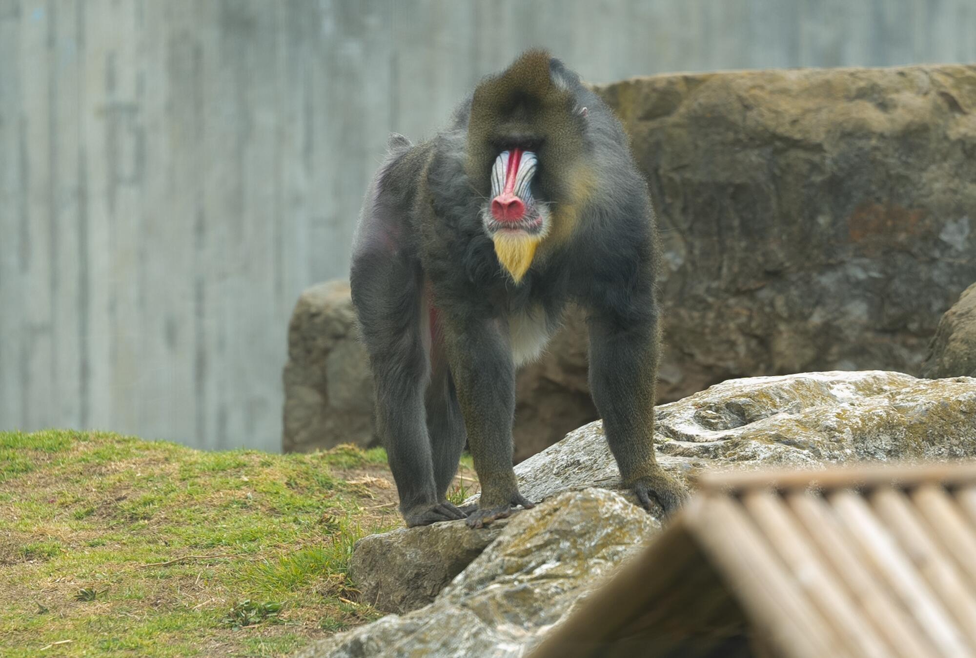 A mandrill at the San Francisco Zoo.